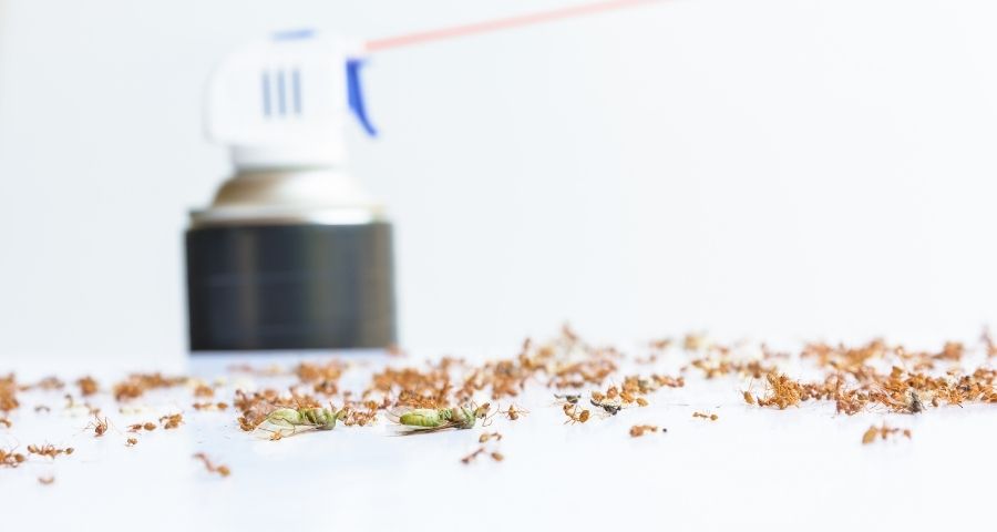 ant infestation 1