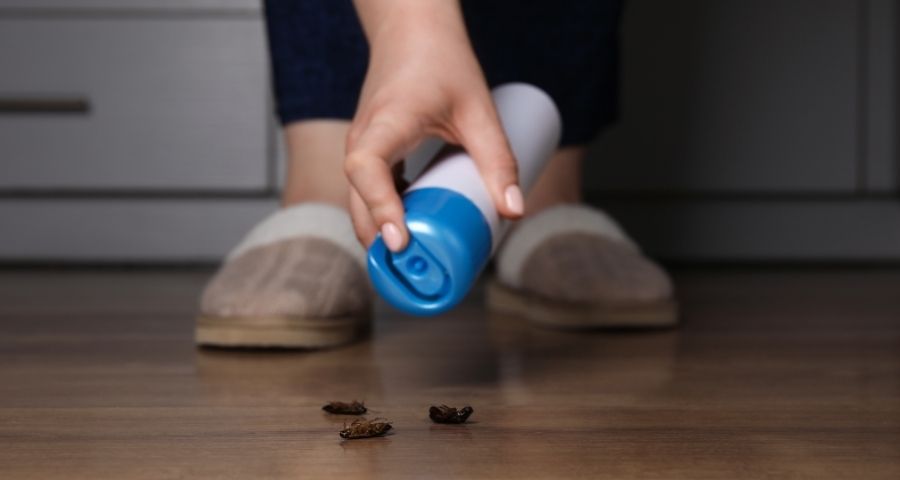 cockroach infestation 1