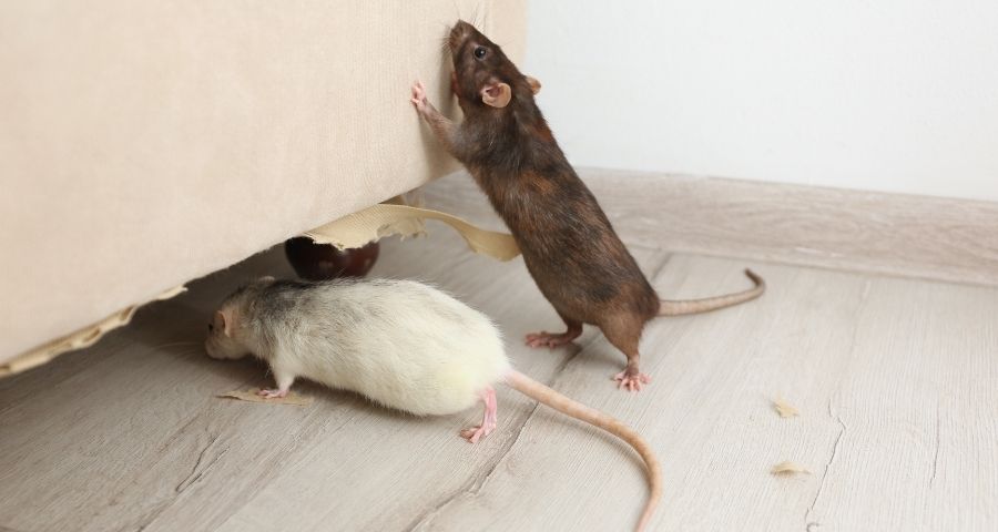 pest control singapore 1