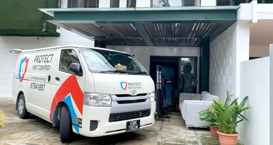 protect pest control pest control singapore